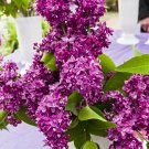 Fragrant French Lilac 'Firmament' 11cm pot