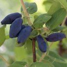 Lonicera kamschatica 'Balalaika' (Honeyberry) plant for UK (US Seeds)