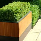 Box Hedging Plant Buxus sempervirens plant for UK (US Seeds)