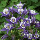 Aquilegia Vulgaris 'Winky Blue White' in a 9cm Pot plant for UK (US Seeds)