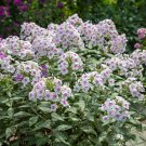 Phlox paniculata Europa in a 9cm Pot plant for UK (US Seeds)