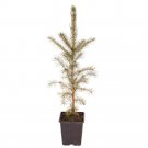 Picea Abies 30-60cm Tall in a 9cm Pot plant for UK (US Seeds)