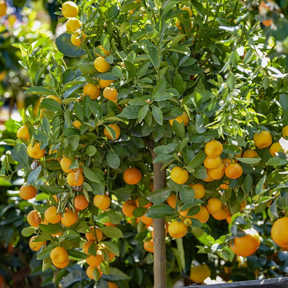 Citrus Calamondin 'Panama Orange' plant for UK (US Seeds)