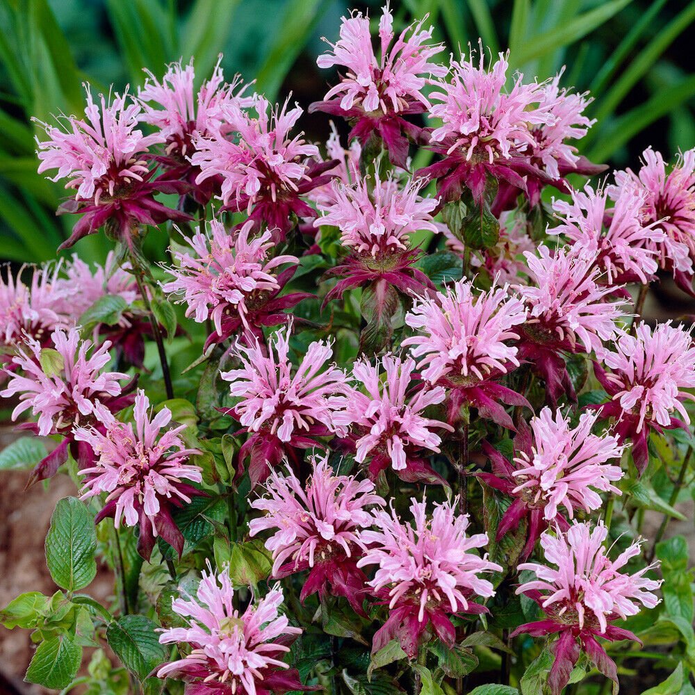 Monarda Beauty of Cobham in a 9cm Pot plant for UK (US Seeds)