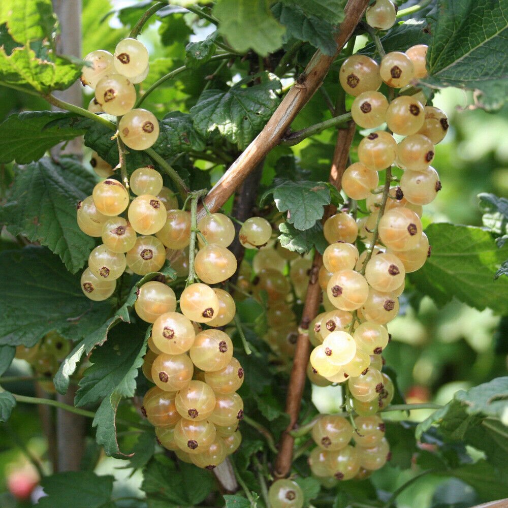 Whitecurrant Summer Pearls White in a 9cm Pot plant for UK (US Seeds)