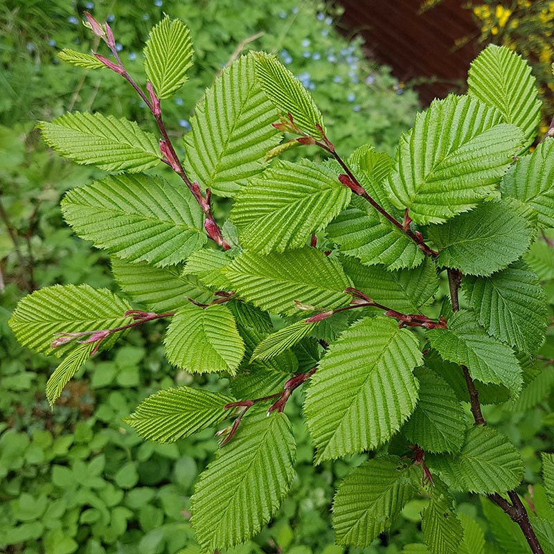 Carpinus betulus (Hornbeam) 9cm pot 30cm tall