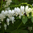 Dicentra spectabilis Alba in a 9cm Pot plant for UK (US Seeds)
