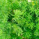 Yew Hedging Plant Taxus baccata in a 9cm Pot plant for UK (US Seeds) 25-35cm Tall Ready to Plant
