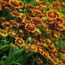 Helenium autumnale Zorro Bicolor Shades in a 9cm Pot plant for UK (US Seeds)
