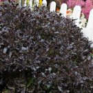 Pittosporum tenuifolium Silver plant for UK (US Seeds)