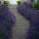 Lavender Hidcote plant for UK (US Seeds)