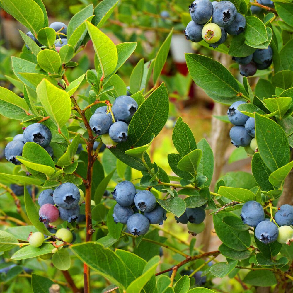 Blueberry Late&nbsp;'Ozark Blue' 9cm diameter&nbsp;pot.