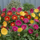 Hardy Perennial Gerbera 'Garvinea' Collection - pack of 3 colours in 7cm pots