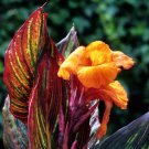 Giant Canna 'Tropicanna' in a 9cm Pot plant for UK (US Seeds)