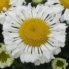 Leucanthemum Real Neat in a 9cm Pot plant for UK (US Seeds)