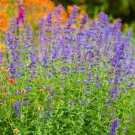 Nepeta faasenii Six Hills Giant in a 9cm Pot plant for UK (US Seeds)
