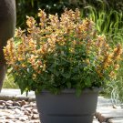 Agastache x hybrida Apadana Orange in a 9cm Pot plant for UK (US Seeds)