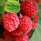 Raspberry Sweet Sunshine Compact Patio Fruit Bush in a 9cm Pot to Grow Your Own