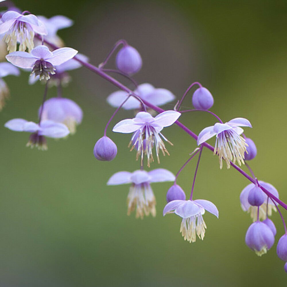 Thalictrum rochebrauneanum 'Meadow Rue' 9cm
