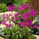 Dodecatheon meadia (Shooting Stars) in a 9cm Pot plant for UK (US Seeds)
