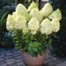 Hydrangea paniculata 'Limelight' 9cm pot