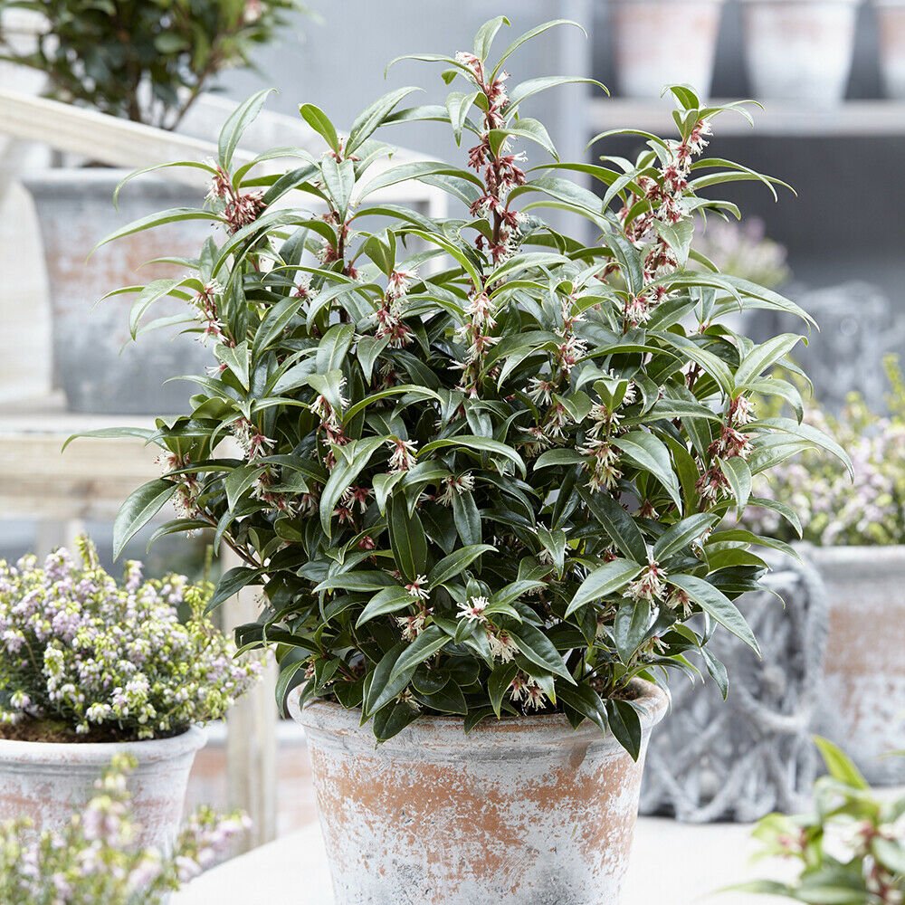 Sarcococca hookeriana 'Winter Gem' plant in 9cm pot hardy Evergreen
