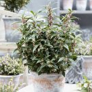 Sarcococca hookeriana 'Winter Gem' plant in 9cm pot hardy Evergreen