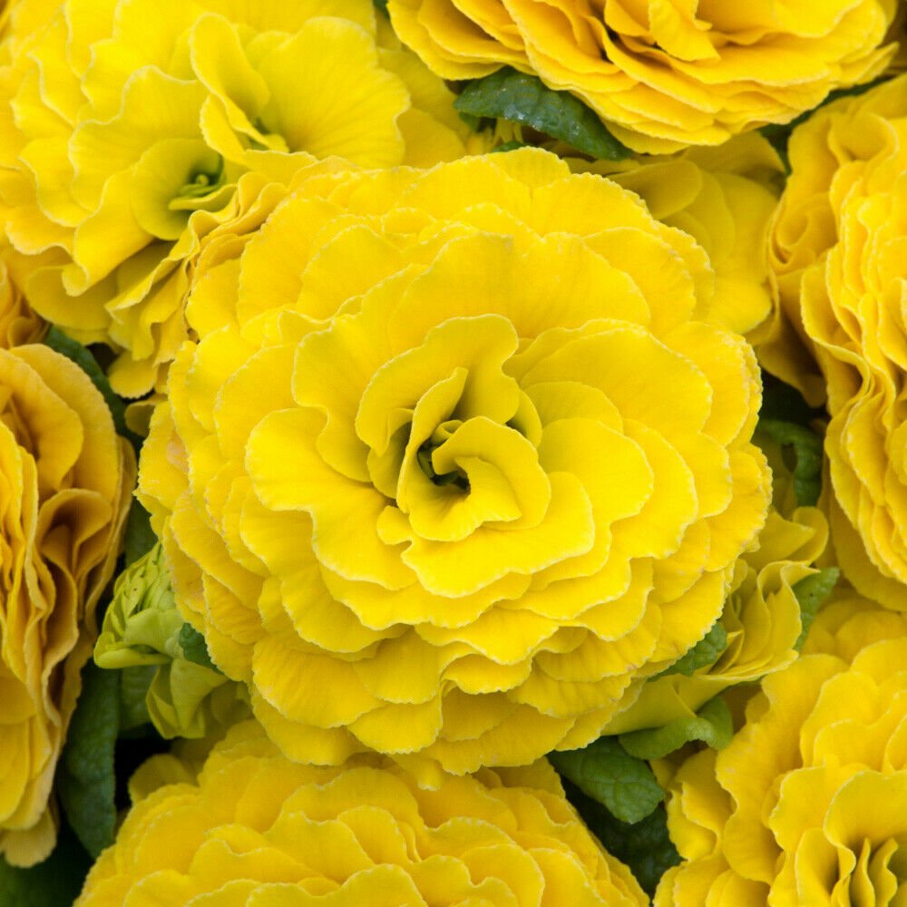 Primula Belarina Day-Glo Yellow x 3