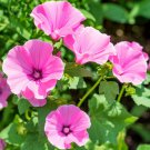 Lavatera 'Rosea' (Mallow) in a 9cm Pot plant for UK (US Seeds)