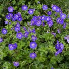 Geranium 'Rozanne' in a 9cm Pot plant for UK (US Seeds)