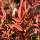 Nandina "Gulf Stream" in a 9cm Pot plant for UK (US Seeds)