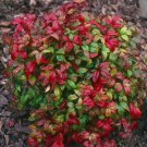 Nandina domestica Fire Power in a 9cm Pot plant for UK (US Seeds)