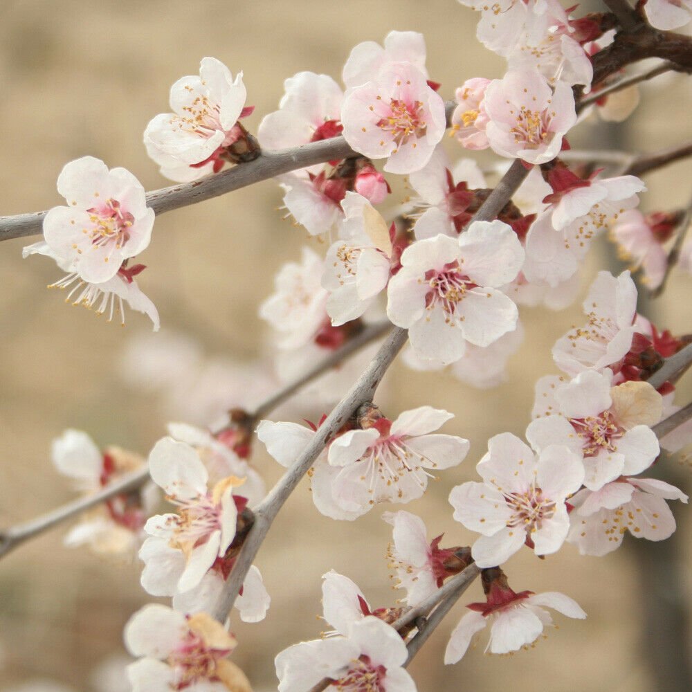 Ornamental Prunus incisa 