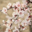 Ornamental Prunus incisa 'Kojo-no-Mai' Fuji Cherry Tree in a 9cm Pot plant for UK (US Seeds)