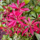 Pieris Japonica 'Mountain Fire' in a 9cm Pot plant for UK (US Seeds)