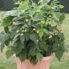 Raspberry Summer Lovers Patio Gold in a 9cm Pot