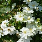 Clematis Sylvia Denny Large Flowered 9cm