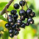 Blackcurrant 'Summer Pearls Black' in a 9cm Pot plant for UK (US Seeds)