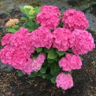 Hydrangea 'Rubis Seduction' in a 9cm Pot plant for UK (US Seeds)