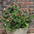 BlackBerry 'Patio Black' in a 9cm Pot plant for UK (US Seeds)