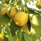 Citrus Lemon 'Citron' Tree in a 9cm pot