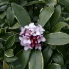 Daphne 'Odora Aureomarginata' supplied in a 9cm Pot plant for UK (US Seeds)
