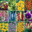 Complete Hardy Garden Perennial Plant collection - 24 plug plants