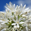 Agapanthus Pitchoune White in a 9cm Pot plant for UK (US Seeds)