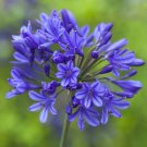 Perennial Agapanthus Blue' (African Lily) 9cm pot