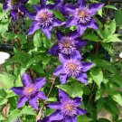 Clematis H F Young 9cm