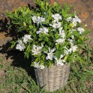 Hardy Gardenia jasminoides 'Celestial Star' in a 9cm Pot plant for UK (US Seeds)