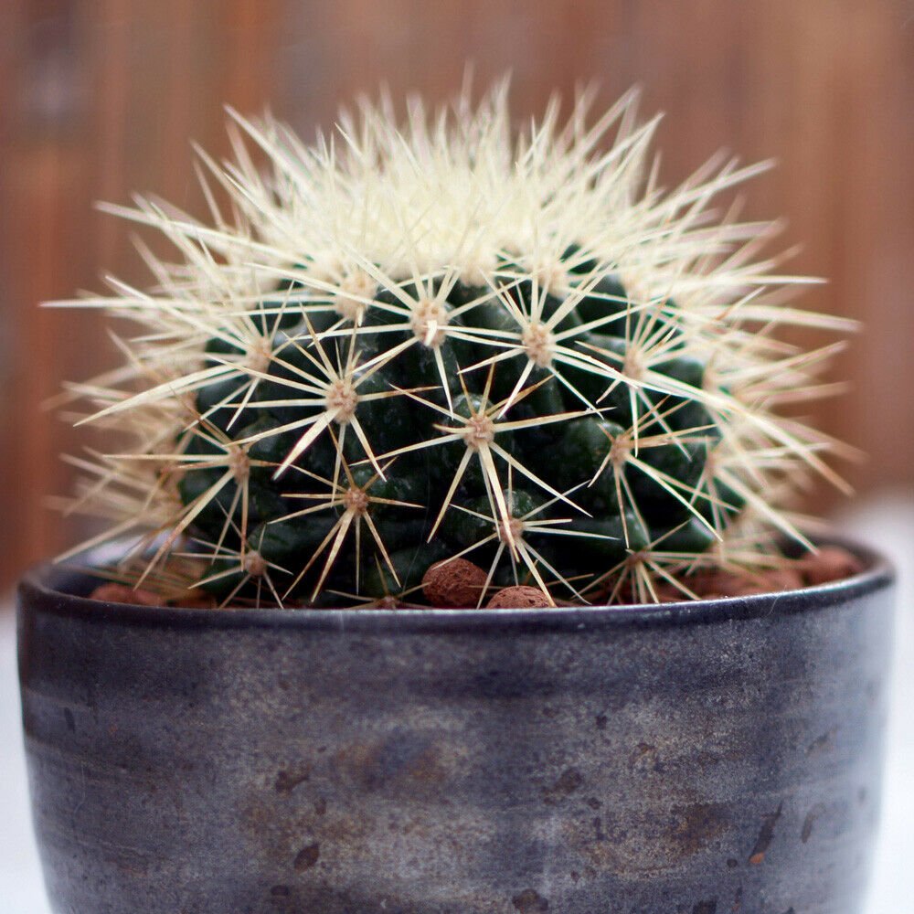 Golden Barrel Cactus Grusonii in a 12cm Pot