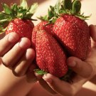 Pack of 6 Giant Strawberry 'Sweet Colossus' Plug Plant for UK (US Seeds)s Grow Your Own
