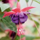 Fuchsia "Dollar Princess" in a 9cm Pot plant for UK (US Seeds)